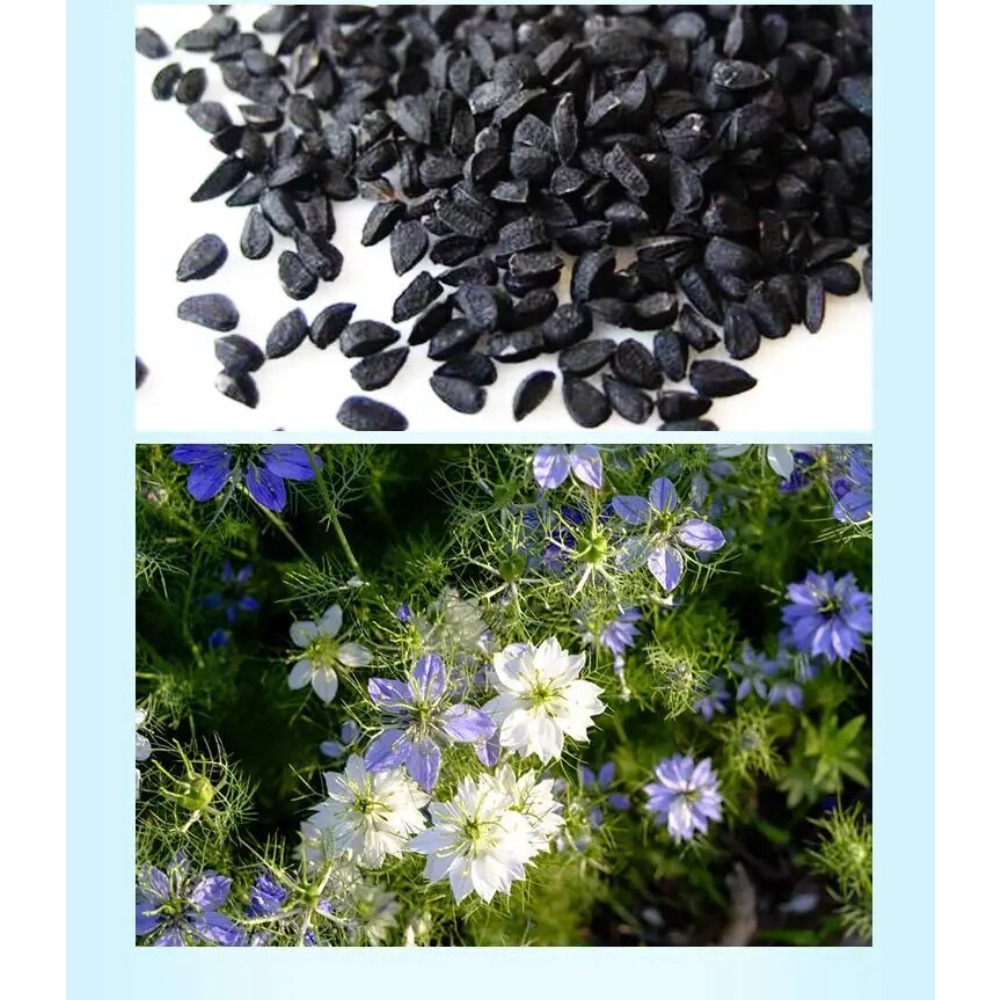 Premium Indian Black Seed Oil  - Hair Care Indian incelemesi ve fiyatı